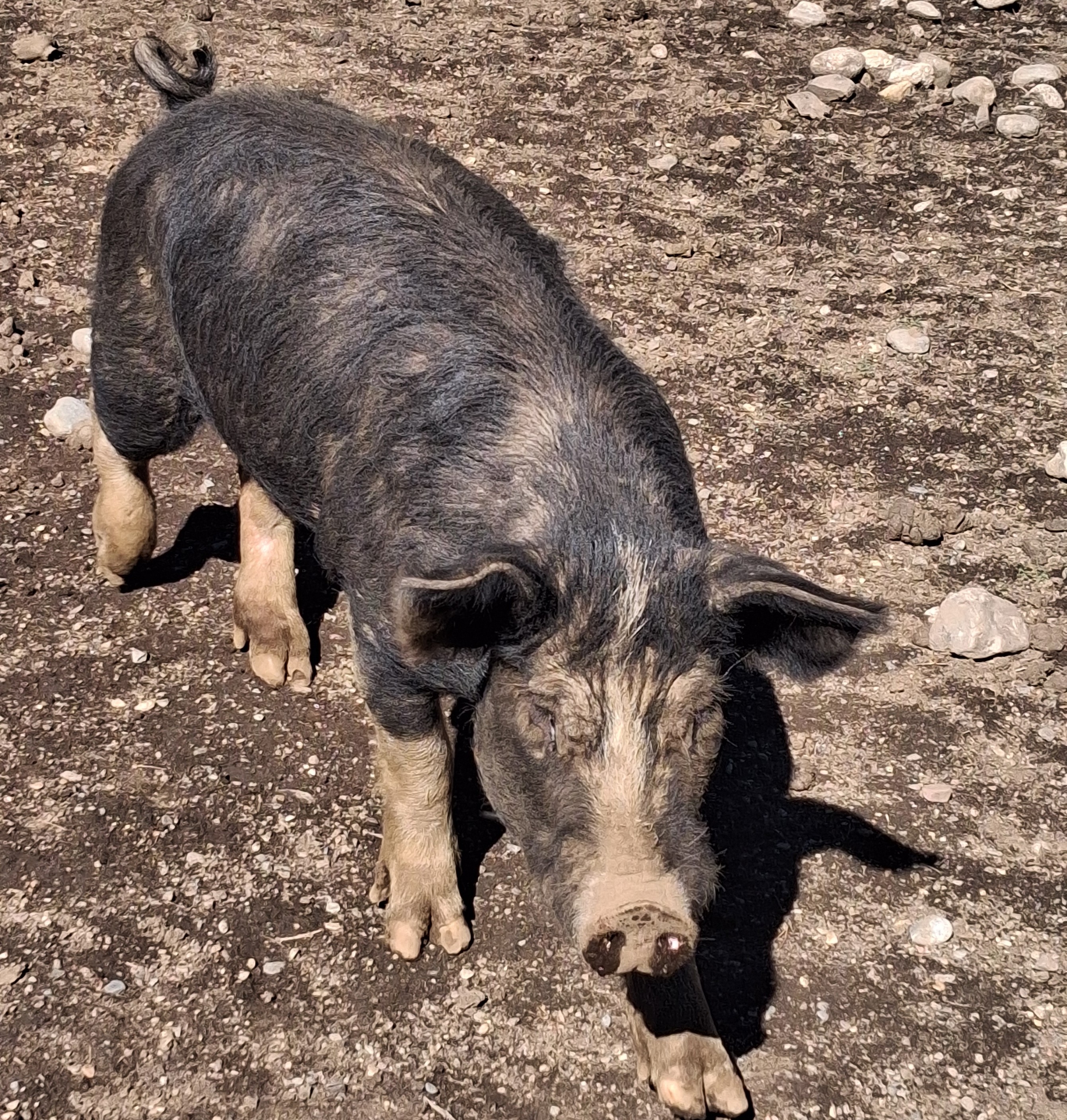 Breeding Sows Purebred Berkshire